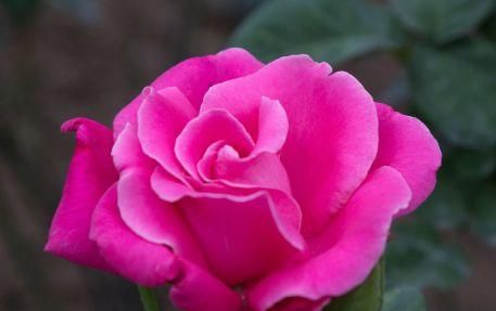 玫瑰:喜欢养菊花,不如养这几款花,花开清香优雅,花色绚丽多彩