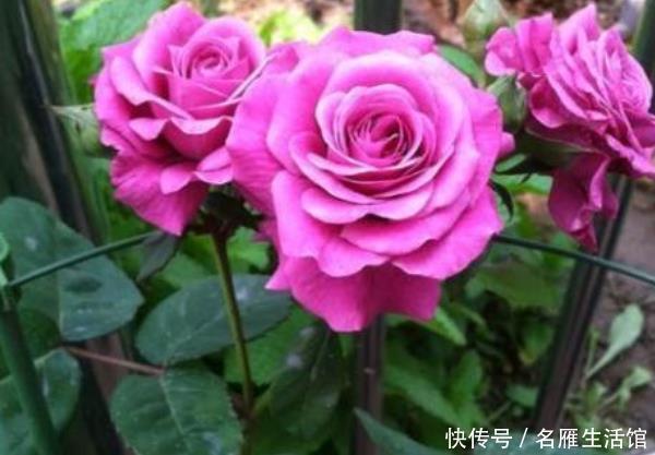 「养花」养花就养这4款,全年“开花不停”,阳台养一盆,变成小花园
