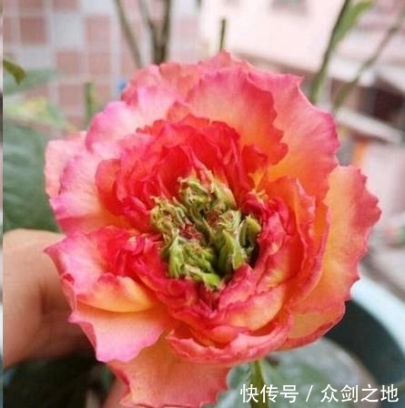 「月季」月季春花长鼻毛、畸形怎么回事?原因在这