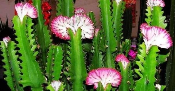  『花友』“3种花”有钱人争着养，招财还招福，养得好一帆风顺，财源广进