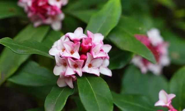 #栀子花#太聪明了！开春养了这几种花，满屋子花香太享受了