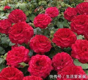 『红色达芬奇』喜欢在家中养护花卉,就养护欣赏价值较高的3种花卉,花期长,美