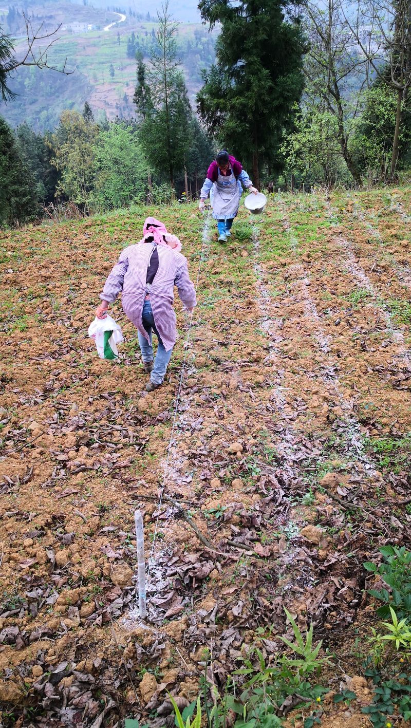  【贵州】贵州六枝：“干鱼塘”抢春