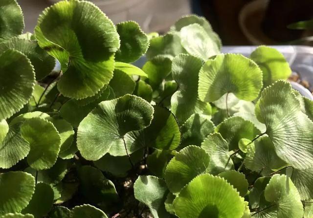  「荷叶铁线蕨」6种适合卫生间养的蕨类植物，耐阴好养活，杀菌去异味！