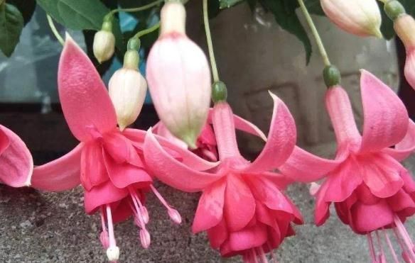  「花帘」倒挂金钟成“花帘”，就靠10天一口“它”，花儿蹿得快，盆盆爆满