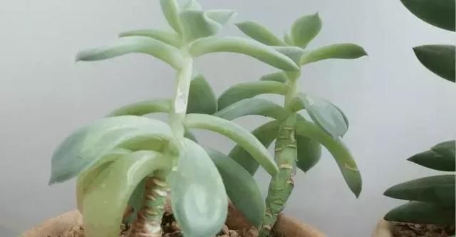  #解决#多肉植物变成“瘦子”，八成是3个原因导致，解决方法不难
