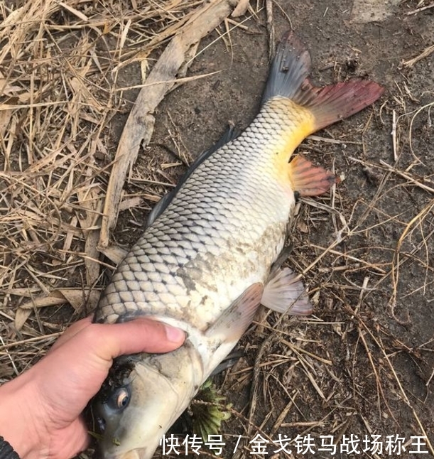 『诱鱼』包食钓法,一个只需很短时间就能上大鱼的钓法,建议新手收藏