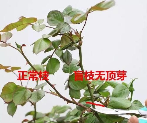  「放在光照好」4月养花，忙忙碌碌！扦插、修剪、换盆、播种，整年有花看！