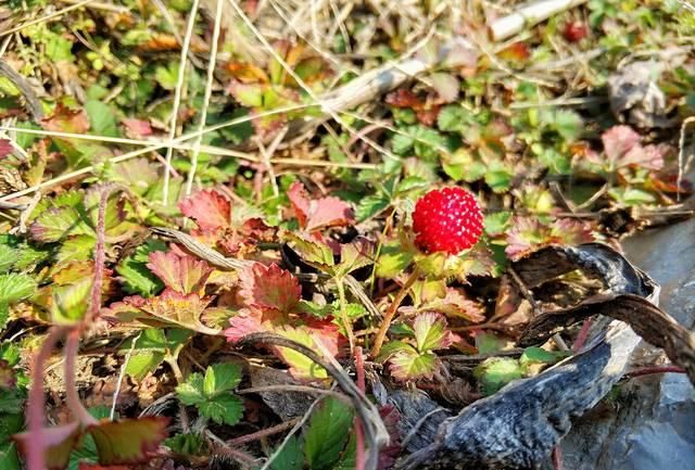  『草莓』农村草丛里的“小草莓”，老人说蛇爬过有毒不能吃，是真的吗？