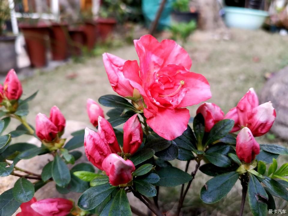  春天@我家的花花草草第十三季-鼠年春天花开满园