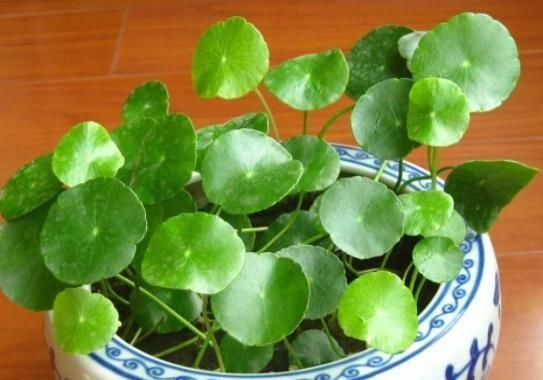 『油绿』王师傅退休养铜钱草,学好这3个诀窍,盆盆爆满,叶子油绿像墨染