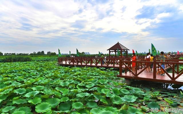 位于河南东部的这个内陆湖比西湖还大两倍,免费赏荷正当时