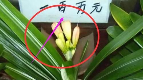  「回家」这五种花花再多钱也要买回家摆放，对身体有益，家庭和睦身体健康