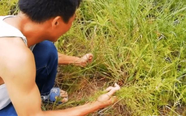  识货■这种野草以前农民当柴火烧，如今却很“金贵”，识货人用