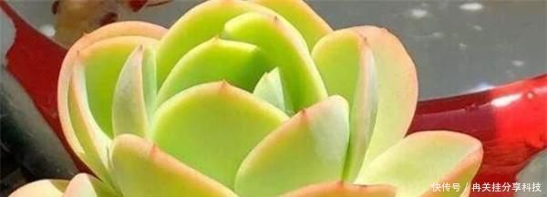 『温暖的环境』多肉植物叶片多久发芽