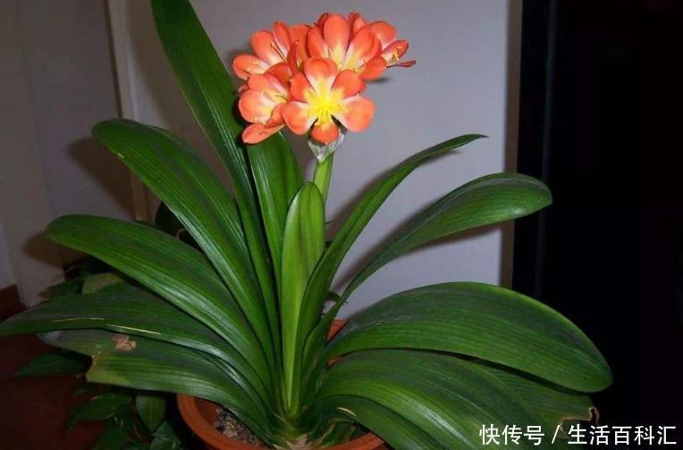 『一看』养花万万别乱养?4种花放在客厅,旺运又招财,有钱人一看就懂!