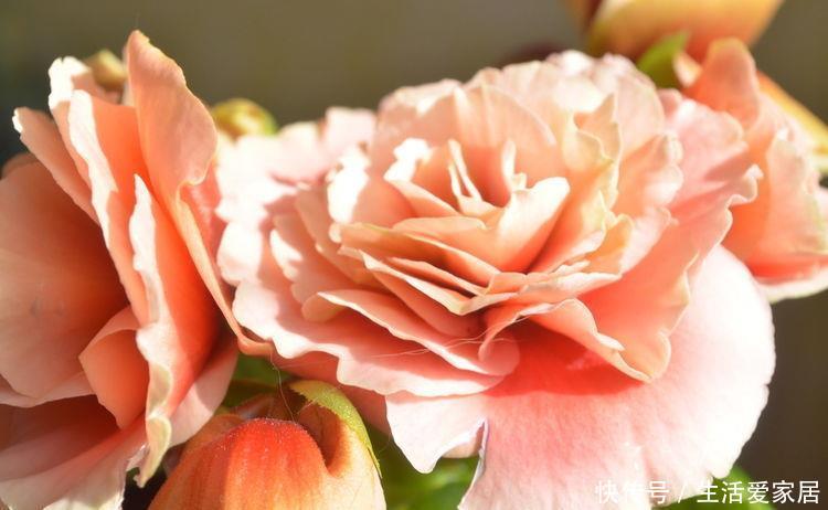『打造』5种盆栽全年开花,花大色艳,一盆千朵花,养在家里打造温馨花园