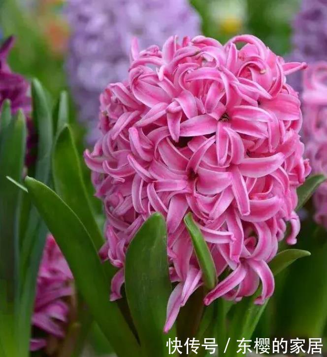 「水里」“4种花”插水里就活,开花惊艳,好养活,不会养花就养它!