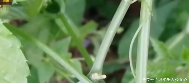  #扔掉#农村这种随处可见的野草，没想到作用非常大，看到可别扔