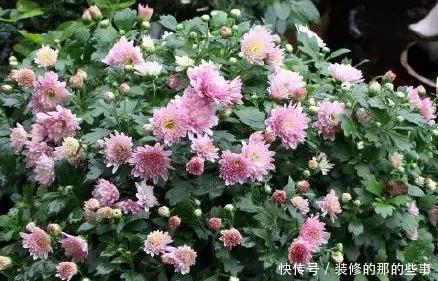 次水就行@阳台变花园,8种花现在养,半个月就爆满阳台,长的飞快花也多