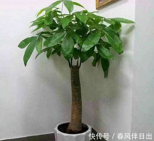 买到|发财树换盆,做好“关键”1步,不烂根,不烂叶,后期养护很简单