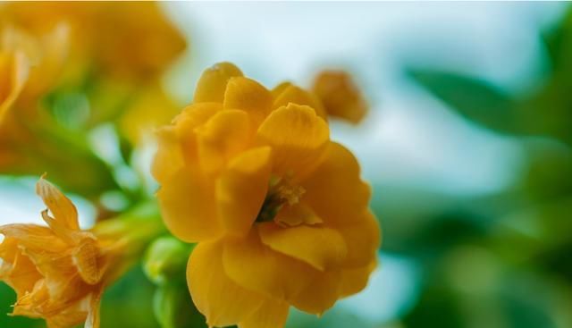  『养花』四月是养花的季节，养一盆“长命百岁花”，讨个好彩头，心情舒畅