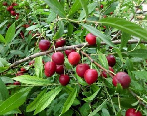 山林里的“红灯笼”，曾经掉落一地没人捡，现在农民种植致富