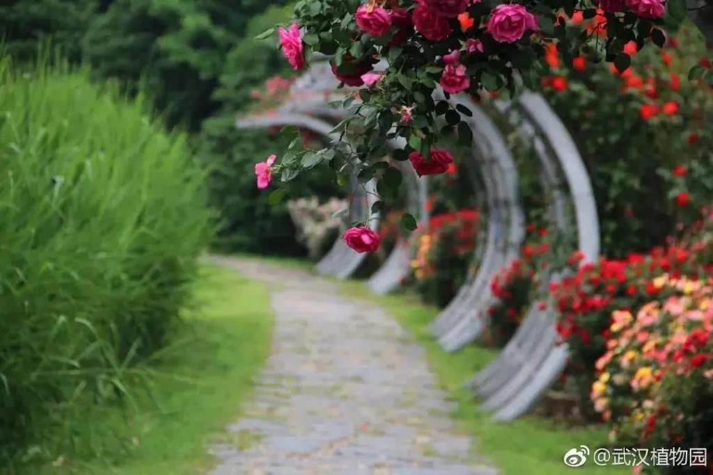 【究竟】被中国70多个城市选为市花的月季，究竟有怎样的魅力？