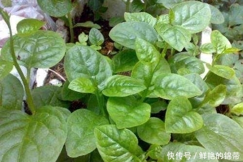  『春季』春季阳台种“2种菜”，长势快，好吃又好养，吃了一回又一回