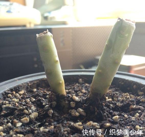「桃美」桃美人不爆侧芽,砍头时多做一步,一个月侧芽不断冒出