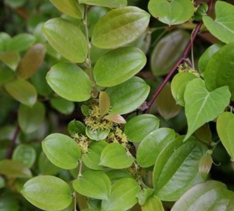 农村一种植物，果实是孩童时的零食，却不知道“根”才是宝贝！