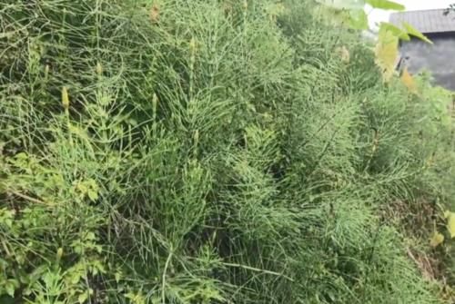  【笔杆】农村一种牛羊喜爱的野草，长得像笔杆，其实还是一味很