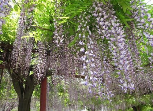  种植：紫藤花为长寿树种，民间极喜种植，成年的植株茎蔓蜿蜒屈曲