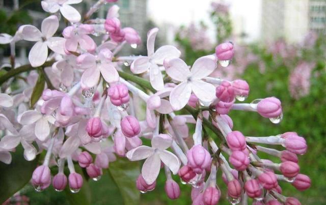  『植物』这几种花不适合养在卧室里,快看看你家有吗