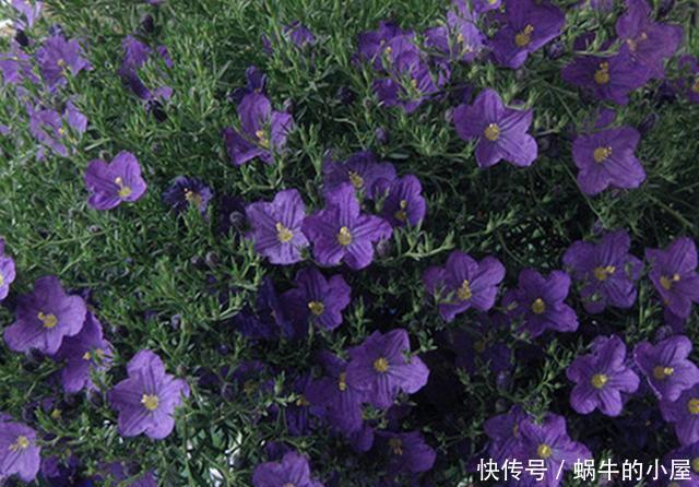  「鼠尾草」看这些花的名字，以为是野草，没想到开花后，有的优雅有的可爱