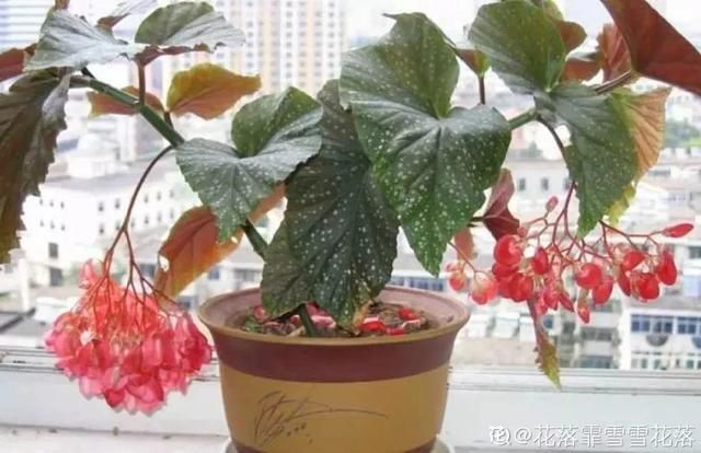  『光照』30种耐阴花，室内光照不佳，也能全年开花