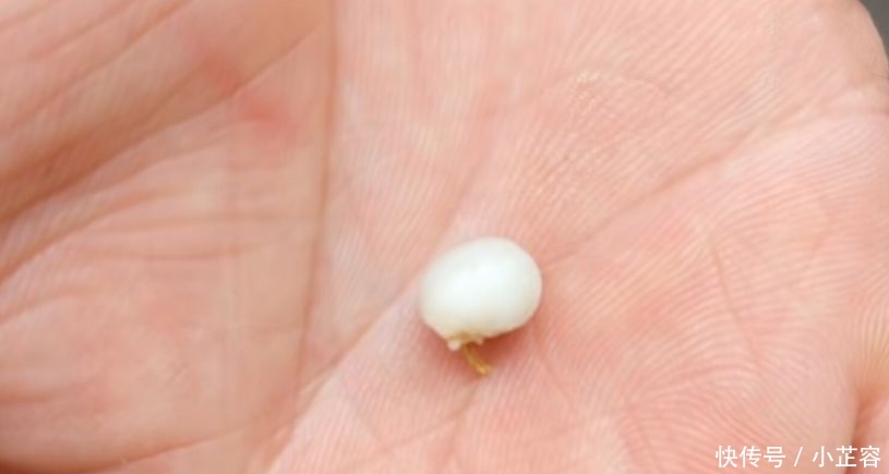 农村遍地都是，都不知道这个是可以吃，以前都拿来“打人”玩