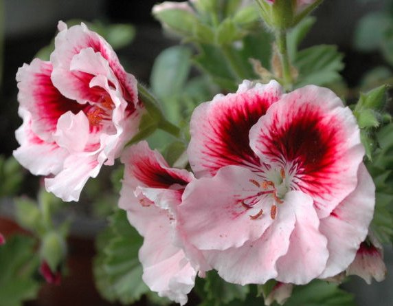  「家里」好养易开花，就选这五种，丢在家里花苞蹭蹭窜，个个花开鲜艳，美