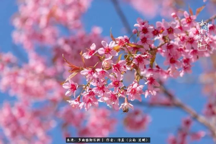 『出场』最美多肉季:种下好时光,谁的等待恰逢花开!