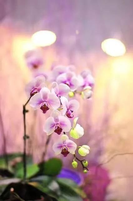  大名花之首：【欣赏】 中国十大名花，第一名意料之中