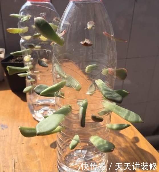  『扦插』养护神器：塑料瓶千万别扔，用来养花用处多