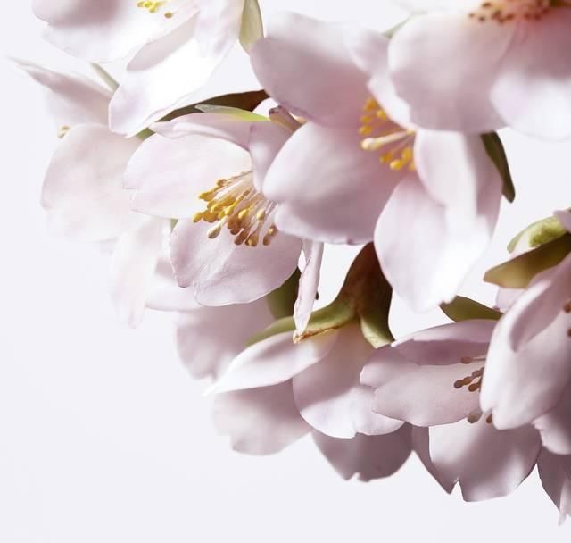 拒绝:又美又甜 | 这些少女心爆棚的樱花系美妆品 哪个女生会忍心拒绝
