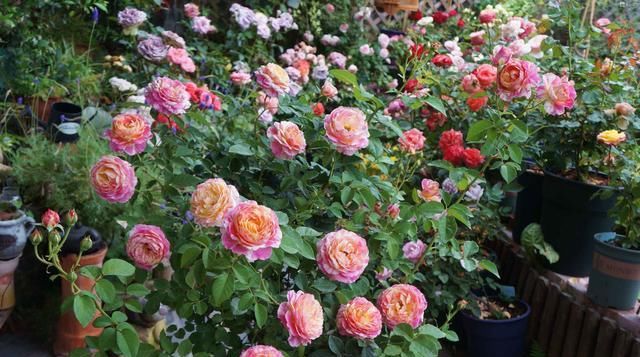 室内|花期最长的观赏植物，一年四季开花，漂亮又芳香，室内盆栽也可以