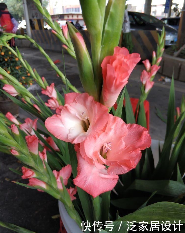 花店里面:花店买花太贵了,养4种花,掐个枝在家就能养