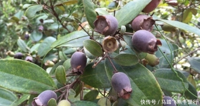  野果|此野果，儿时常摘，如今价值极高，您家若有，请别忽视
