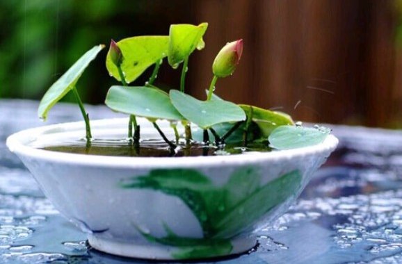  『花草』阳台上养些这五种花草，清晨开窗香飘满屋，长势旺盛开花美