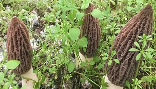  「草地」它极为珍贵，草地遇见此物，别踩到，目前820元一斤