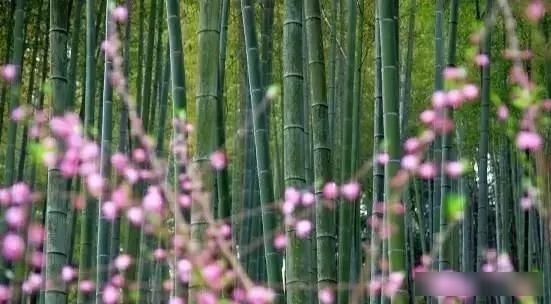 「樱花」中国这些花开成海的地方,美极了