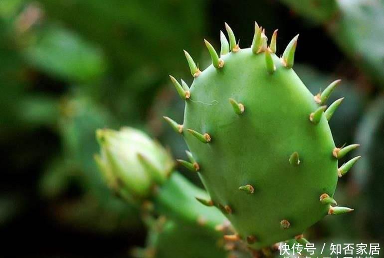  「充足的光」花卉种植技术：仙人掌的主干怎样长粗，光照要足强健根系才粗壮！