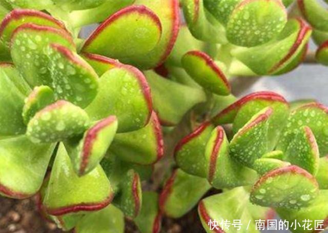 【宝珠配土】如宝扇一样美的多肉达摩宝珠,养护少放颗粒多浇水,快速长成老桩